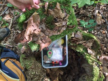 A hand lifting a lid of moss and leaves off a tree stump, a clear box full of small trinkets hidden inside