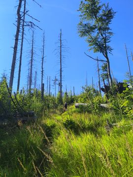 A grassy path through tall dead spruce trees